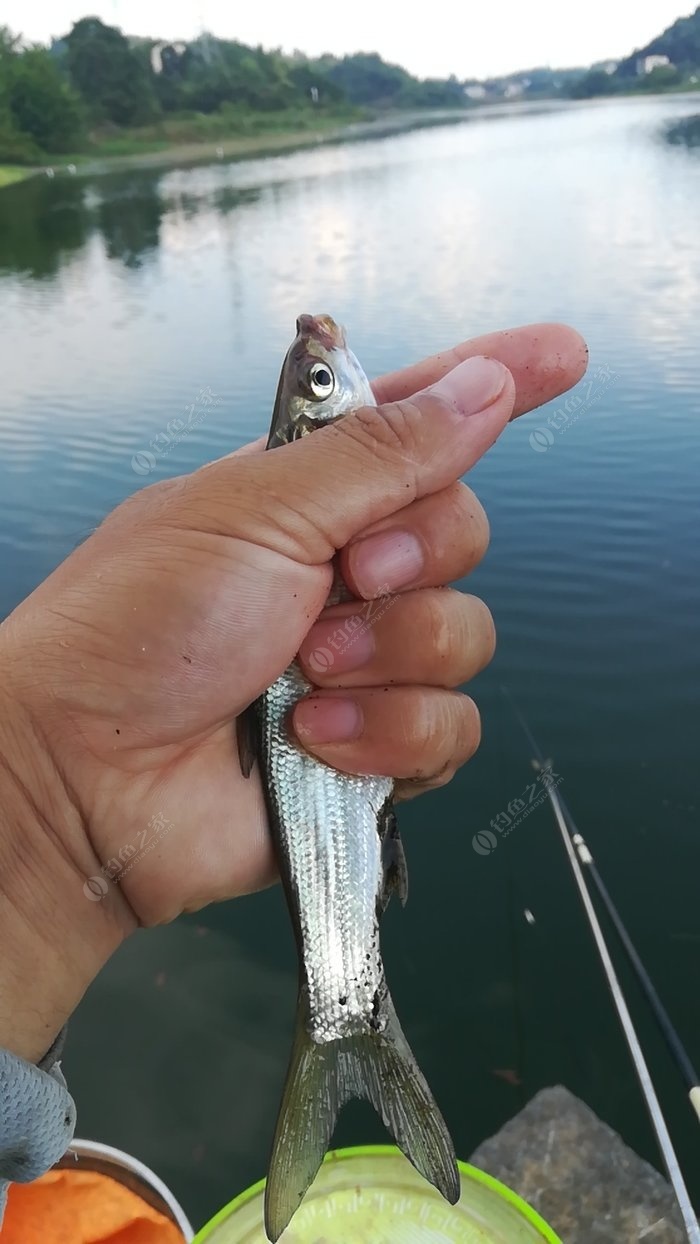 邵水河钓黄尾鯝