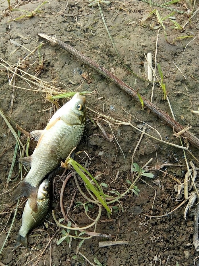钓鱼了在河里