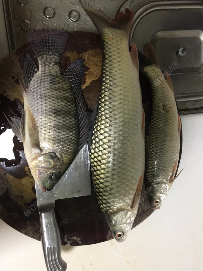懂行的钓友看看这是什么鱼是泰国鲮鱼还是红眼,大的那